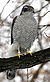 Northern Goshawk ad M2.jpg