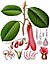 Dipterocarpus retusus - Köhler–s Medizinal-Pflanzen-054.jpg