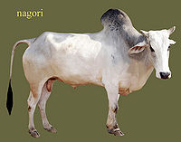 Nagori.jpg