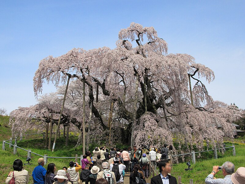File:Miharu Miharu-Takizakura Front 1.jpg
