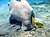 Dugong Marsa Alam.jpg