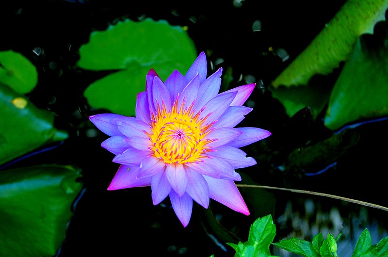 File:Nymphaea stellata, Myanmar.jpg