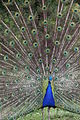 Thumbnail for version as of 17:44, 10 December 2011