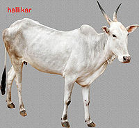 Hallikar.jpg