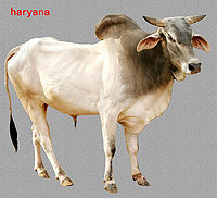 Hariana Cow.jpg