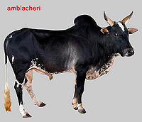 Amblacheri bull.jpg