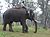 Indian Elephant.jpeg