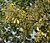 Sal (Shorea robusta)- new leaves with flower buds at Jayanti, Duars W Picture 120.jpg