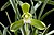 Cymbidium goeringii 'Setsuzan'.jpg