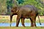 IndianElephant.jpg