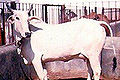 Thumbnail for version as of 15:14, 26 January 2013
