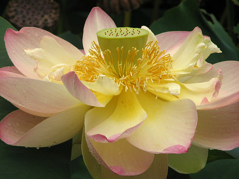 File:Lotus Nelumbo nucifera Flower Close 2048px.jpg