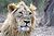 Asiatic Lion Male.jpg