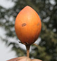 Thumbnail for version as of 23:46, 12 March 2008