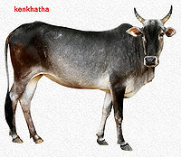 Kenkatha.jpg
