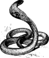 Cobra clipart.png