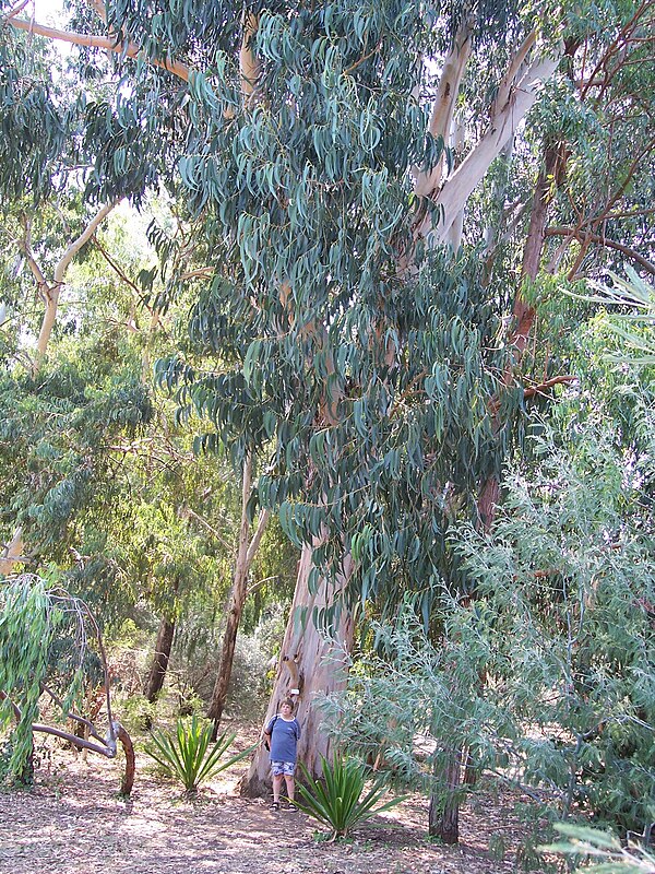 Eucalyptus globulus Biodiversity of India A Wiki Resource for Indian