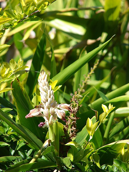 File:Starr 071024-0129 Alpinia calcarata.jpg