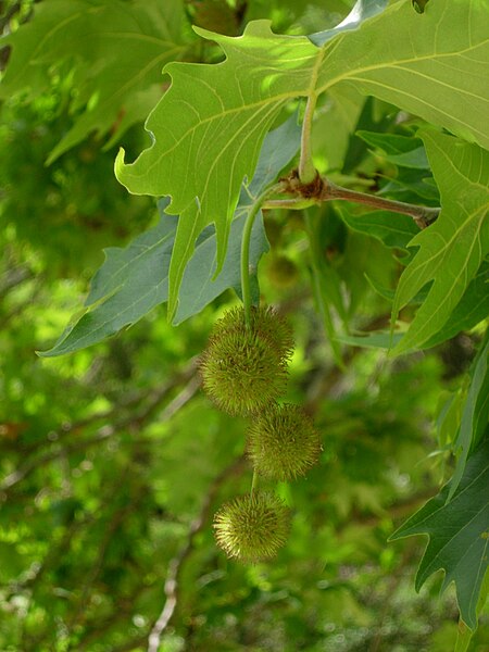 File:Fruits of Platanus orientalis.jpg