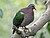 Emerald Dove SMTC3.jpg