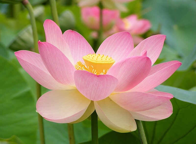 File:Nelumno nucifera open flower - botanic garden adelaide2.jpg