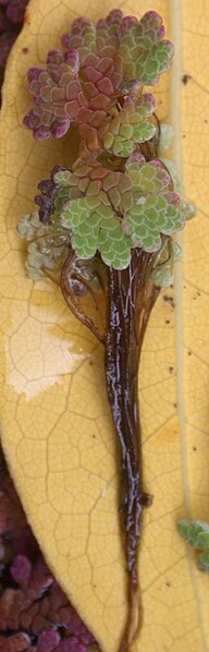 File:Red Azolla-Azolla pinnata.jpg