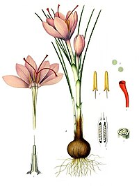 Crocus sativus - Köhler–s Medizinal-Pflanzen-194.jpg