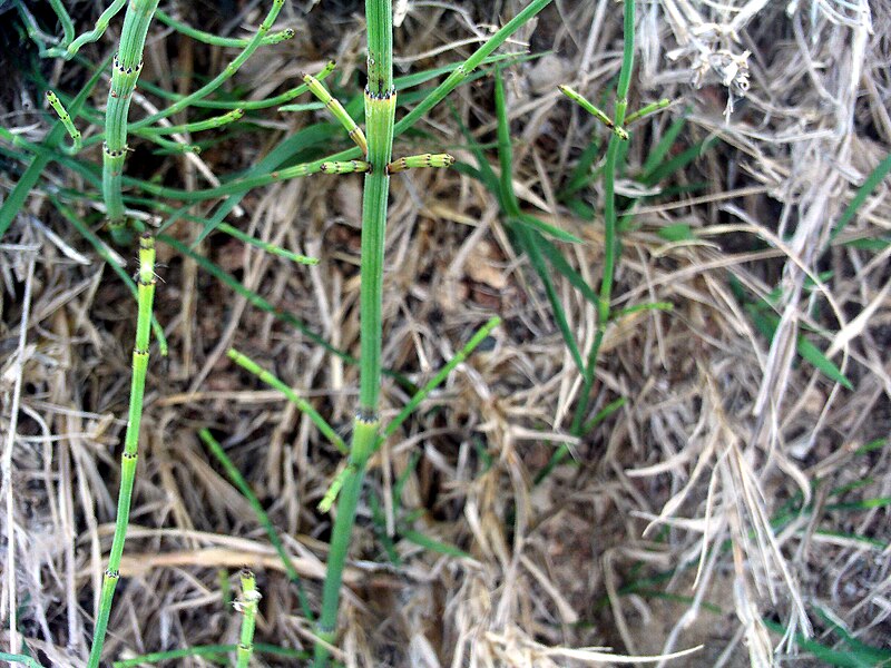 File:Equisetum ramosissimum anillocorona 14May2009 CampoCalatrava.jpg