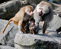 Sacred Baboon
