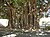 Ficus-Benghalensis-Coral-Gables.JPG
