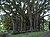 Starr 040514-0204 Ficus microcarpa.jpg