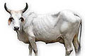 Thumbnail for version as of 15:52, 26 January 2013