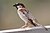 House Sparrow mar08.jpg