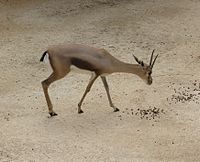 Speke's Gazelle