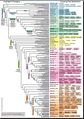 Angiosperm phylogeny cole hilger.jpg