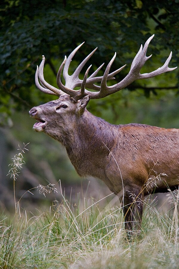 Cervus elaphus - Biodiversity of India: A Wiki Resource for Indian ...