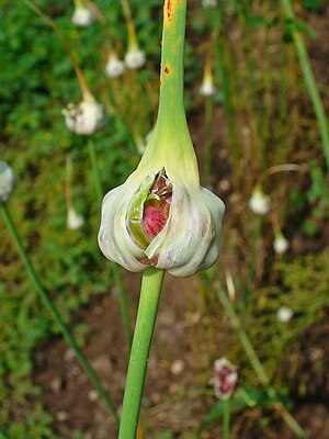 Allium Sativum Biodiversity Of India A Wiki Resource For Indian