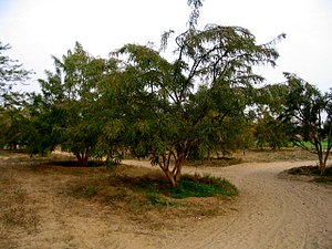 Phyllanthus emblica - Biodiversity of India: A Wiki Resource for Indian ...