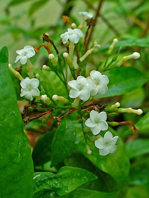 Rauvolfia Serpentina Biodiversity Of India A Wiki Resource For