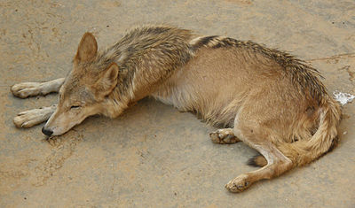 Wolf in Indian culture - Biodiversity of India: A Wiki Resource for ...