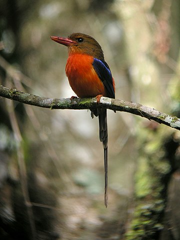 education-birds-quiz-biodiversity-of-india-a-wiki-resource-for
