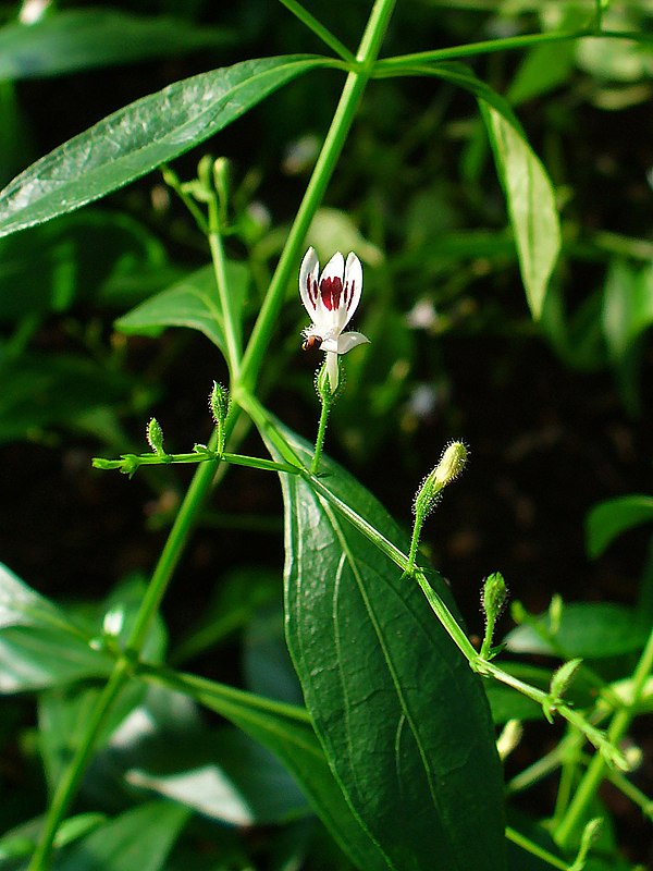 Andrographis paniculata biodiversity of india a wiki resource for