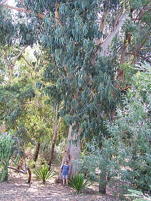 Eucalyptus Globulus Biodiversity Of India A Wiki Resource For