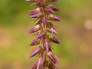 Achyranthes Aspera Biodiversity Of India A Wiki